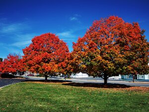Autumn