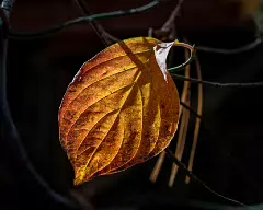 backlight