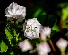 _MG_1546