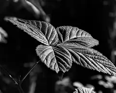 bw leaf
